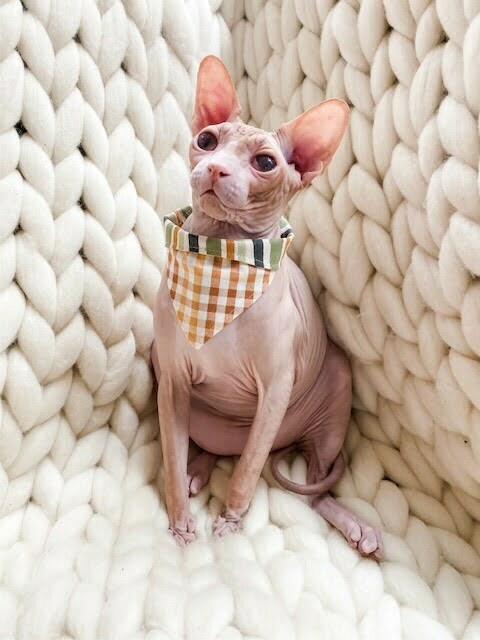 Pumpkin Plaid