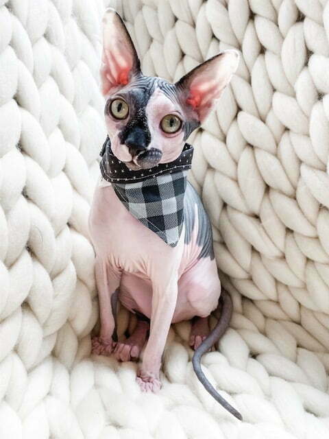 Onyx Plaid