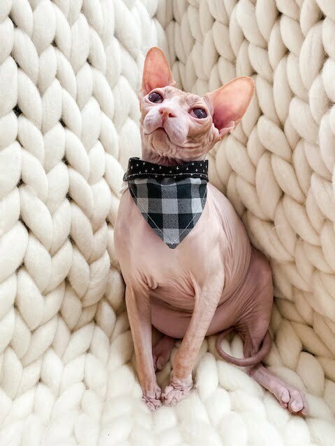 Onyx Plaid