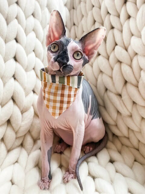 Pumpkin Plaid